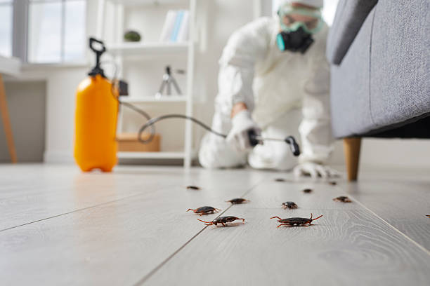 Post-Treatment Bed Bug Interceptor Monitoring in Houghton Lake